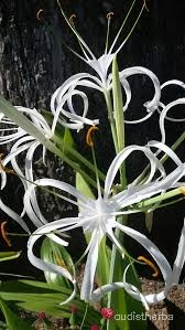 Crinum asiaticum flower3.jpg